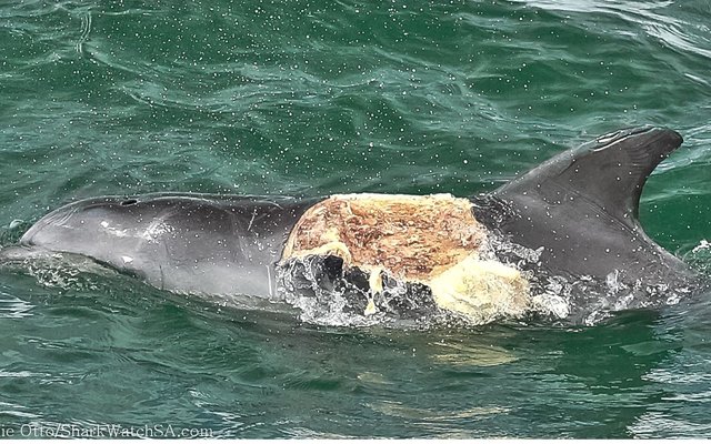 ‘n Bottelneus Dolfyn met ‘n erge besering voor sy dorsale vin is op 10 Maart 2015 deur Marine Dynamics gewaar. Hennie Otto, skipper van Marine Dynamics, verduidelik: “Die besering is heel moontlik as gevolg van ‘n beoogde haai predasie op die dolfyn, wat misluk het. Ons weet nie of hierdie dier die besering sal oorleef nie, maar doen graag ‘n beroep op al ons vissermanne en bote wat ons area gebruik om asseblief op die uitkyk vir die dolfyn te wees.” Indien die dolfyn gewaar word, kan Dyer Eiland Bewarings Trust in kennis gestel word, of kontak vir Hennie of Alouise by 082-907-5607, of stuur ‘n e-pos aan office@dict.org.za.